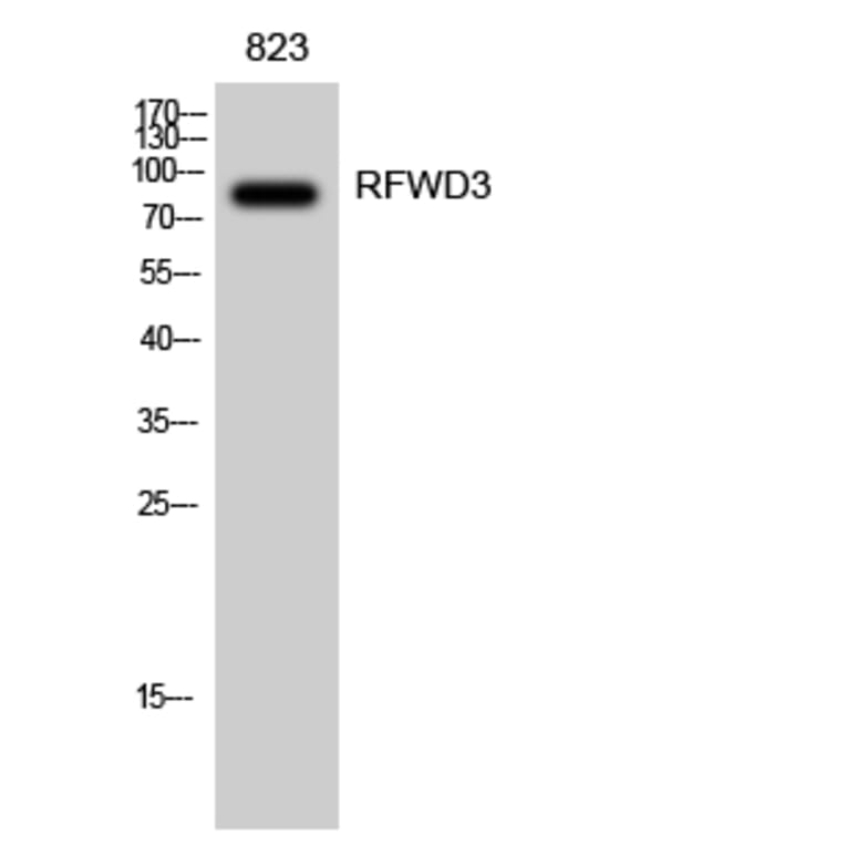 Western Blot - Anti-RFWD3 Antibody (C18442) - Antibodies.com
