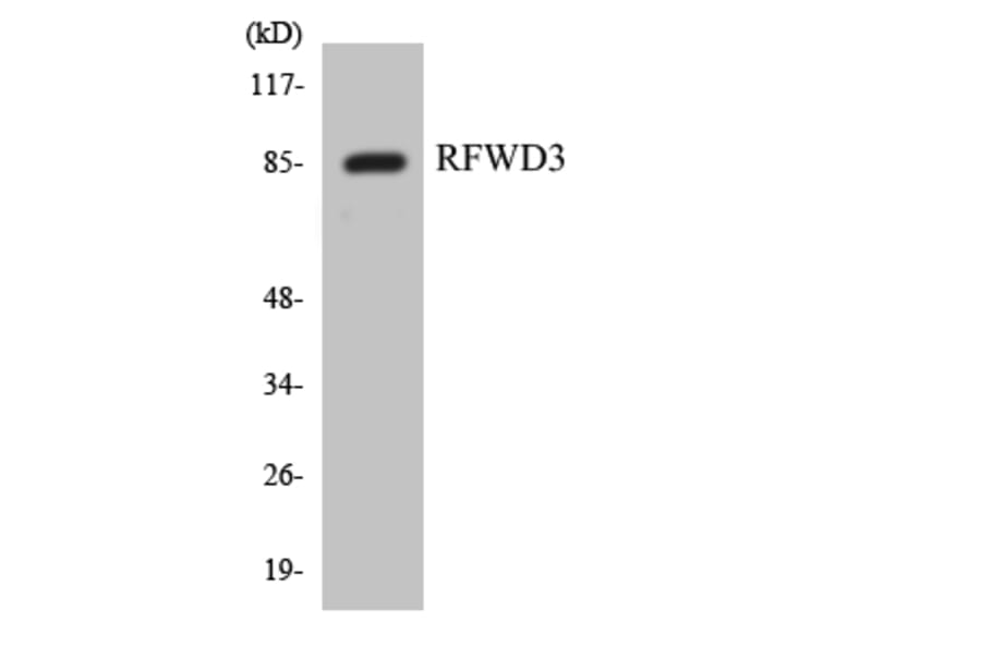 Western Blot - Anti-RFWD3 Antibody (R12-3429) - Antibodies.com