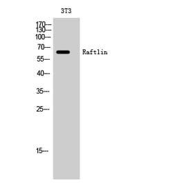 Western Blot - Anti-RFTN1 Antibody (C18144) - Antibodies.com