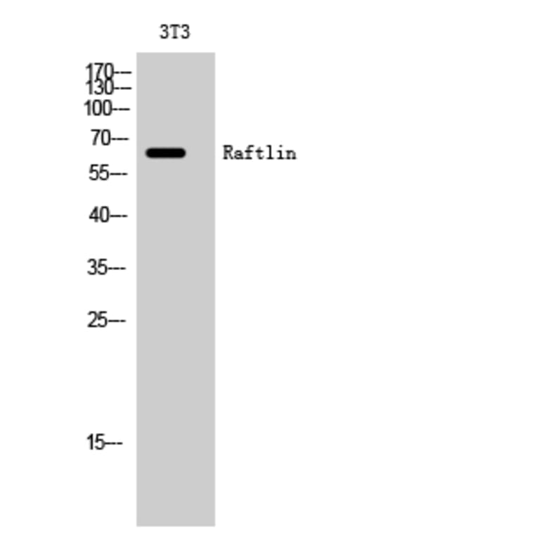 Western Blot - Anti-RFTN1 Antibody (C18144) - Antibodies.com