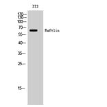 Western Blot - Anti-RFTN1 Antibody (C18144) - Antibodies.com