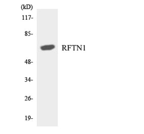 Western Blot - Anti-RFTN1 Antibody (R12-3427) - Antibodies.com