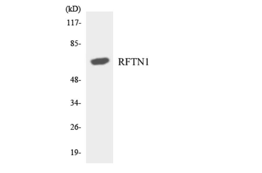 Western Blot - Anti-RFTN1 Antibody (R12-3427) - Antibodies.com
