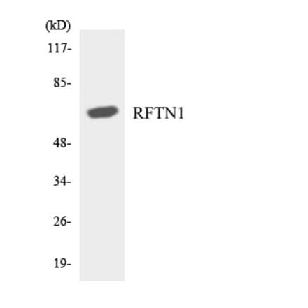 Western Blot - Anti-RFTN1 Antibody (R12-3427) - Antibodies.com