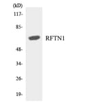 Western Blot - Anti-RFTN1 Antibody (R12-3427) - Antibodies.com