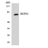 Western Blot - Anti-REPS1 Antibody (R12-3420) - Antibodies.com
