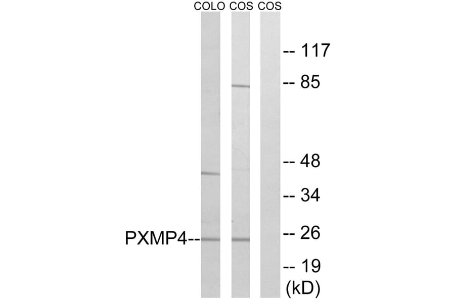 Western Blot - Anti-PXMP4 Antibody (C17633) - Antibodies.com
