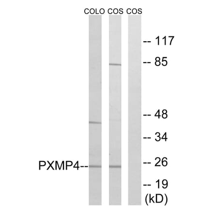 Western Blot - Anti-PXMP4 Antibody (C17633) - Antibodies.com