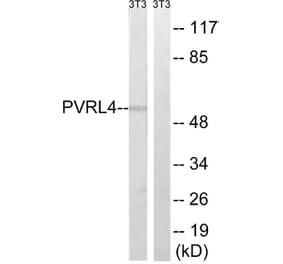 Western Blot - Anti-PVRL4 Antibody (C17761) - Antibodies.com