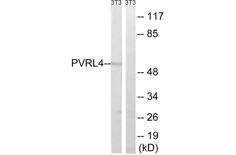 Western Blot - Anti-PVRL4 Antibody (C17761) - Antibodies.com