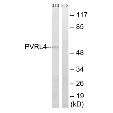 Western Blot - Anti-PVRL4 Antibody (C17761) - Antibodies.com