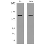Western Blot - Anti-PTPRJ Antibody (C30482) - Antibodies.com