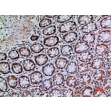 Immunohistochemistry - Anti-PTPRJ Antibody (C30482) - Antibodies.com