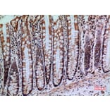 Immunohistochemistry - Anti-PTPRJ Antibody (C30482) - Antibodies.com