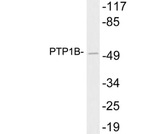 Western Blot - Anti-PTP1B Antibody (R12-2325) - Antibodies.com