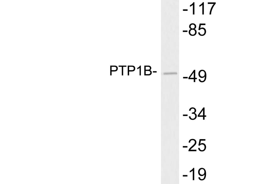 Western Blot - Anti-PTP1B Antibody (R12-2325) - Antibodies.com