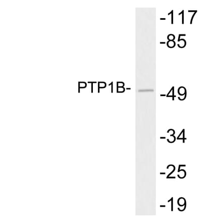 Western Blot - Anti-PTP1B Antibody (R12-2325) - Antibodies.com