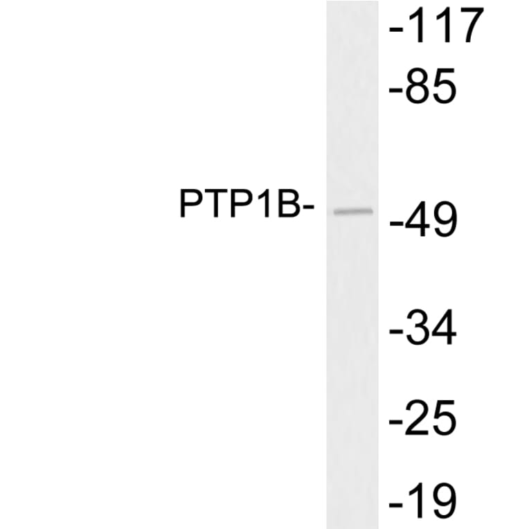 Western Blot - Anti-PTP1B Antibody (R12-2325) - Antibodies.com