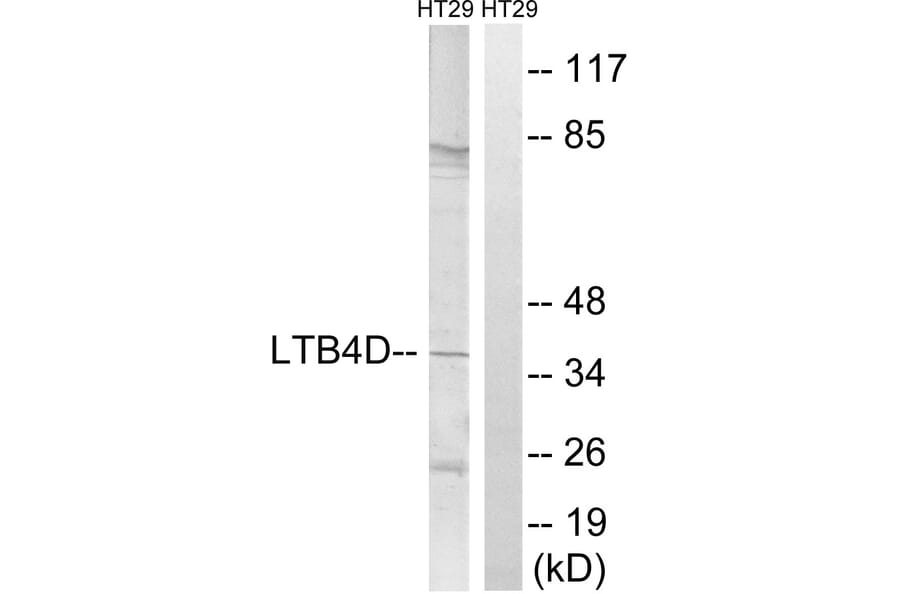 Western Blot - Anti-PTGR1 Antibody (C16862) - Antibodies.com