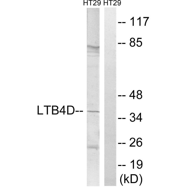 Western Blot - Anti-PTGR1 Antibody (C16862) - Antibodies.com