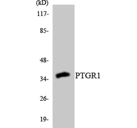 Western Blot - Anti-PTGR1 Antibody (R12-3382) - Antibodies.com