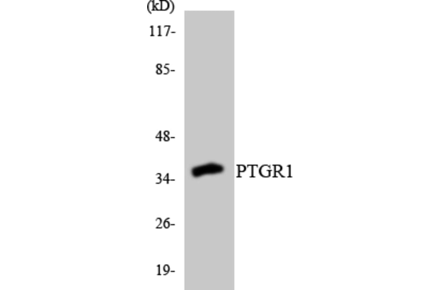 Western Blot - Anti-PTGR1 Antibody (R12-3382) - Antibodies.com