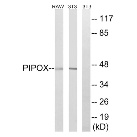 Western Blot - Anti-PIPOX Antibody (C17642) - Antibodies.com