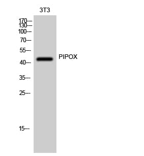 Anti-PIPOX Antibody (A100804) | Antibodies.com
