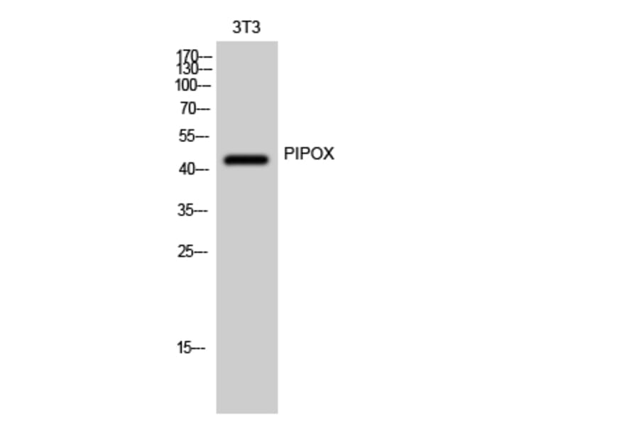 Western Blot - Anti-PIPOX Antibody (C17642) - Antibodies.com