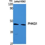 Western Blot - Anti-PHKG1 Antibody (C21177) - Antibodies.com