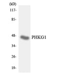 Western Blot - Anti-PHKG1 Antibody (R12-3324) - Antibodies.com