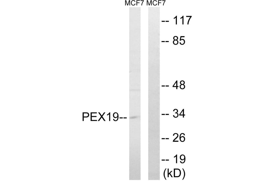 Western Blot - Anti-PEX19 Antibody (C17623) - Antibodies.com