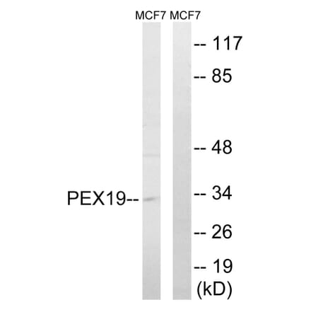 Western Blot - Anti-PEX19 Antibody (C17623) - Antibodies.com