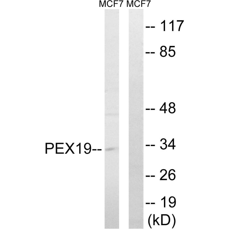 Western Blot - Anti-PEX19 Antibody (C17623) - Antibodies.com