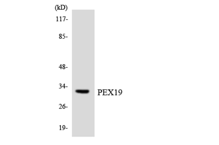 Western Blot - Anti-PEX19 Antibody (R12-3321) - Antibodies.com