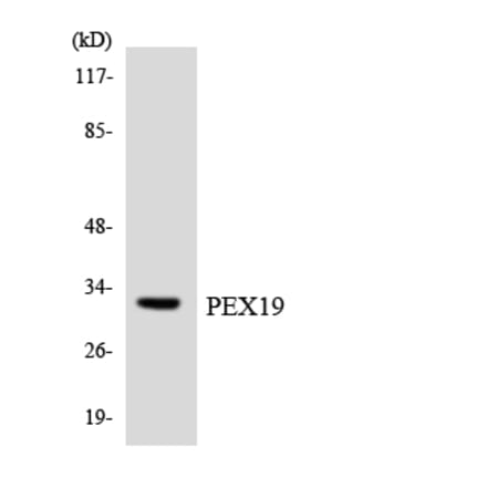 Western Blot - Anti-PEX19 Antibody (R12-3321) - Antibodies.com