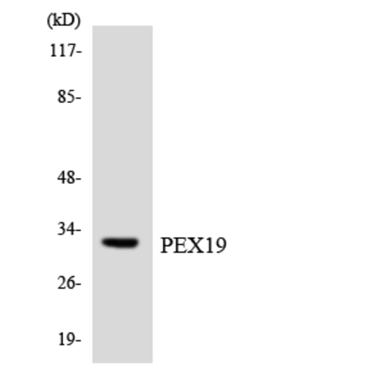 Western Blot - Anti-PEX19 Antibody (R12-3321) - Antibodies.com