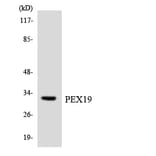 Western Blot - Anti-PEX19 Antibody (R12-3321) - Antibodies.com