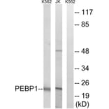 Western Blot - Anti-PEBP1 Antibody (C17661) - Antibodies.com