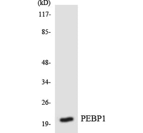 Western Blot - Anti-PEBP1 Antibody (R12-3314) - Antibodies.com