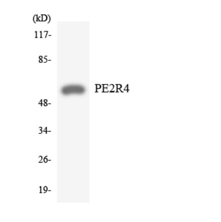 Western Blot - Anti-PE2R4 Antibody (R12-3313) - Antibodies.com