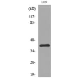 Western Blot - Anti-PDGFD Antibody (C30619) - Antibodies.com