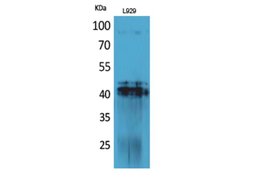 Western Blot - Anti-PDGFD Antibody (C30619) - Antibodies.com