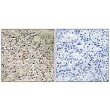 Immunohistochemistry - Anti-PBOV1 Antibody (C11669) - Antibodies.com
