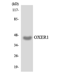 Western Blot - Anti-OXER1 Antibody (R12-3278) - Antibodies.com