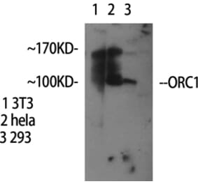 Western Blot - Anti-ORC1L Antibody (C13472) - Antibodies.com