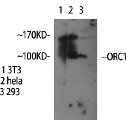 Western Blot - Anti-ORC1L Antibody (C13472) - Antibodies.com