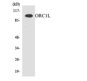 Western Blot - Anti-ORC1L Antibody (R12-3277) - Antibodies.com
