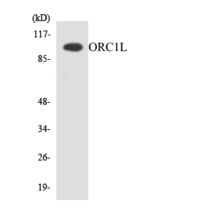 Western Blot - Anti-ORC1L Antibody (R12-3277) - Antibodies.com