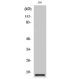 Western Blot - Anti-ORAV1 Antibody (C11406) - Antibodies.com